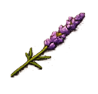 Lavender